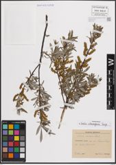 Foto von Salix eleagnos Scop.